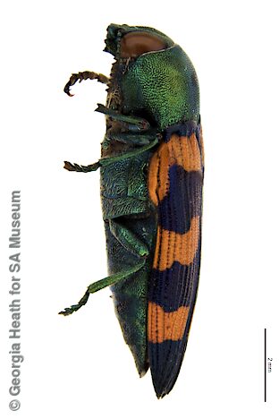 Castiarina purcellae, SAMA 25-018889, male, holotype, adapted from original, CC BY NC SA 4.0, NL, photo by Georgia Heath for SA Museum